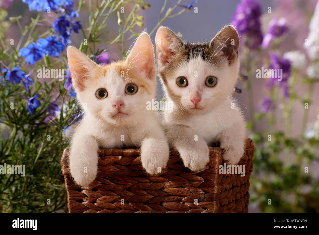 two kittens sitting in a basket Stock Photo