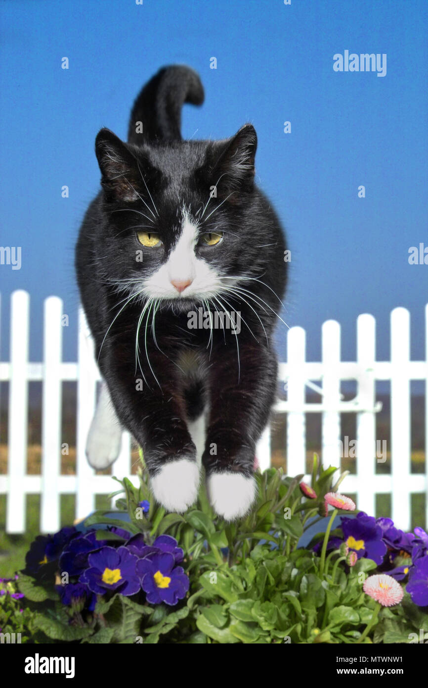 domestic cat, tuxedo, jumping Stock Photo