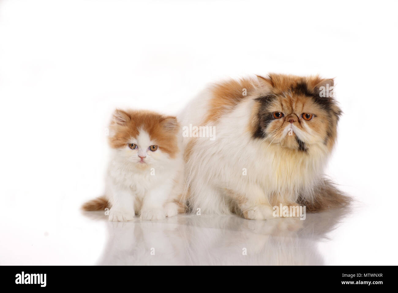 48+ Baby Iranian Cat Background