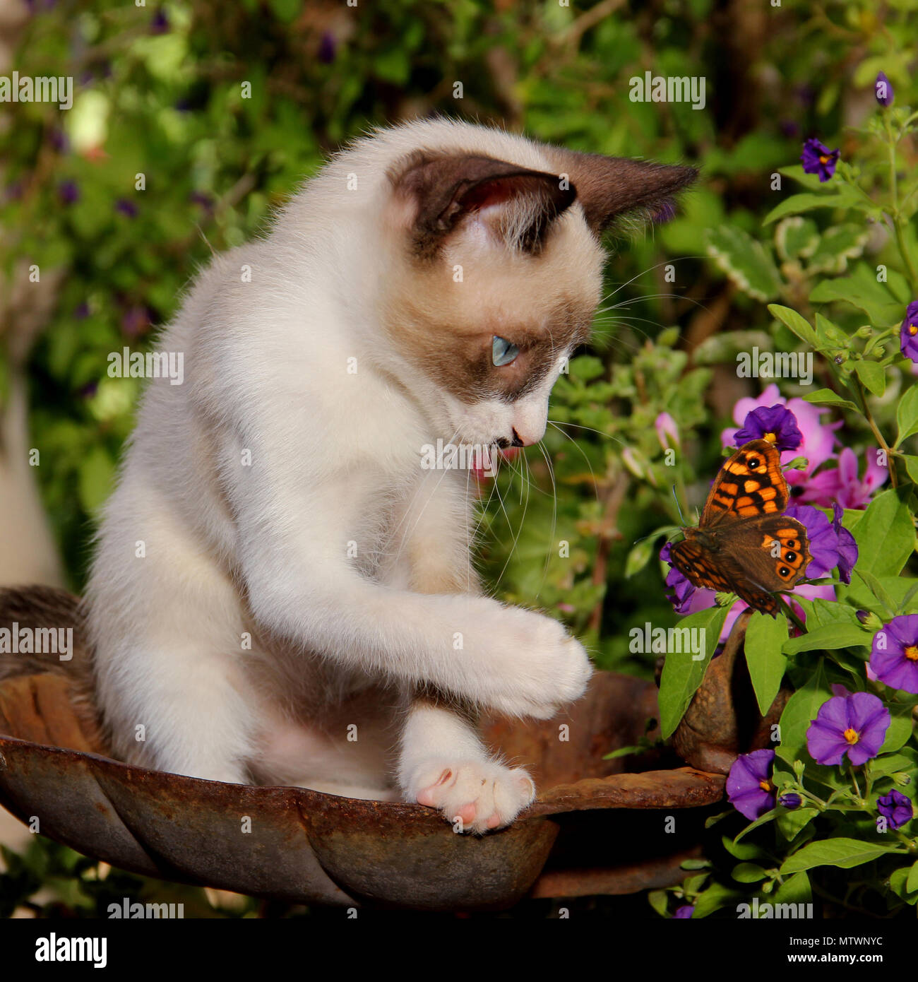 8 Week Old Kitten Seal Point White Playing With A Butterfly