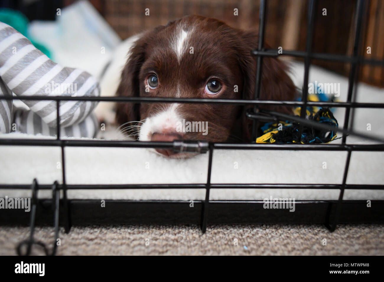 A 8 week old puppy spends its first night at its new home getting used to her crate which will become her safe place in the house Stock Photo Alamy