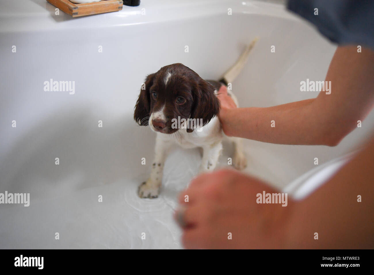 How Do You Wash A Week Old Puppy