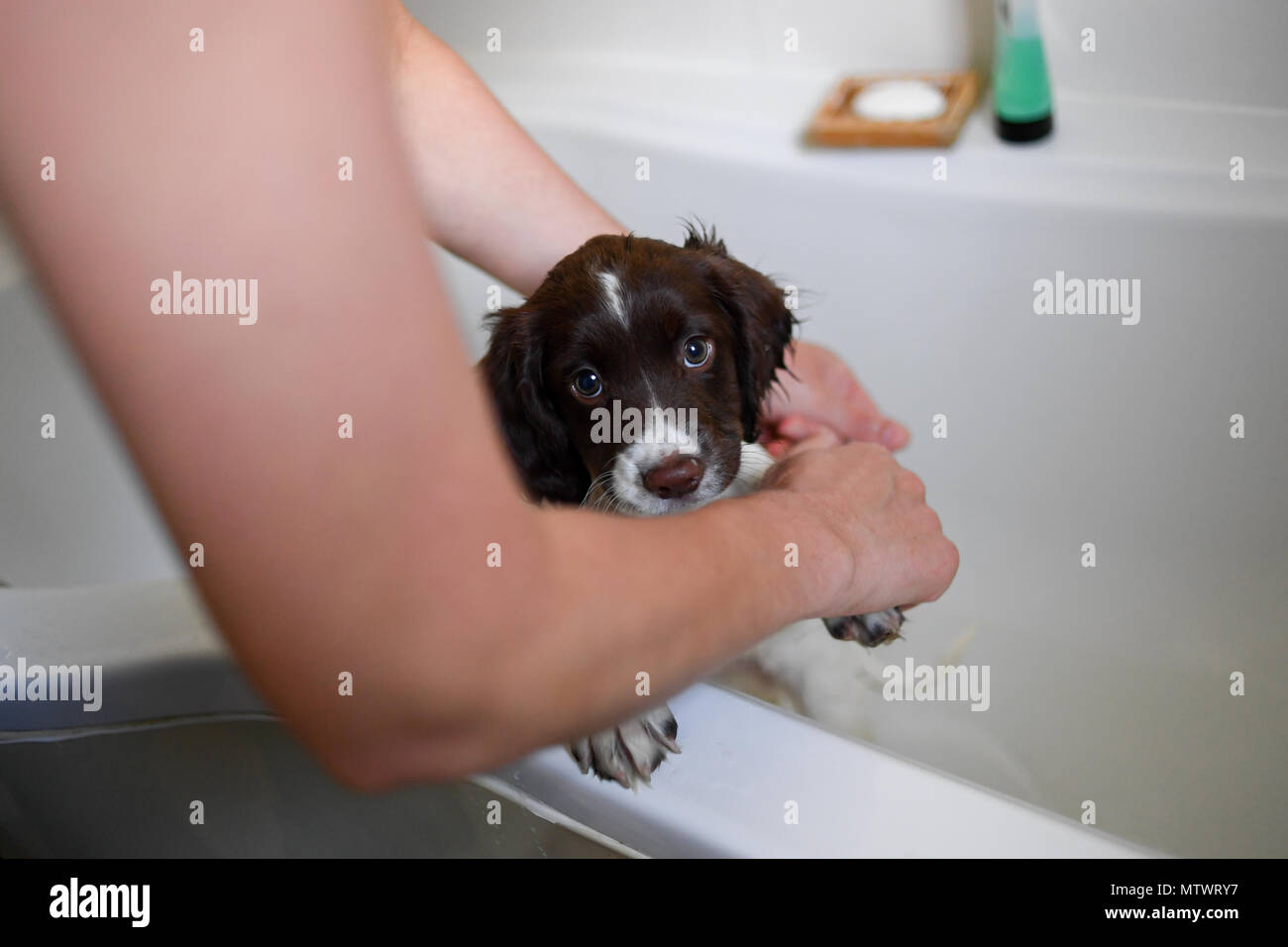 A 10 week old English springer spaniel puppy being washed in the bath for the first time. Stock Photo