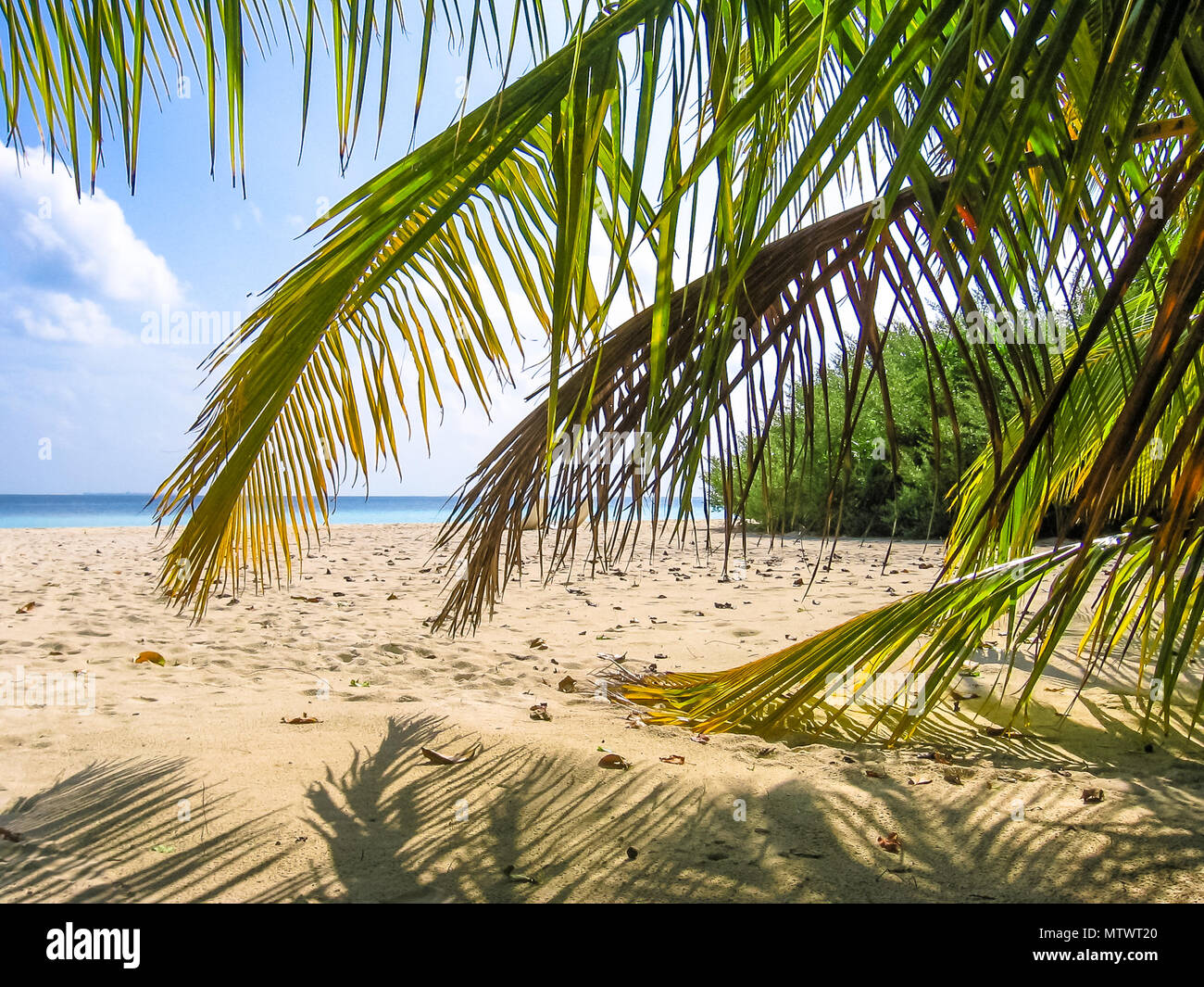 Tropical maldivian landscape in Indian Ocean with turquoise sea and white sandy beach through palm tree leafs. Stock Photo