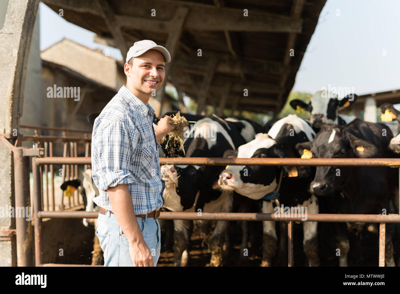 Breeder in front of his cows Stock Photo - Alamy