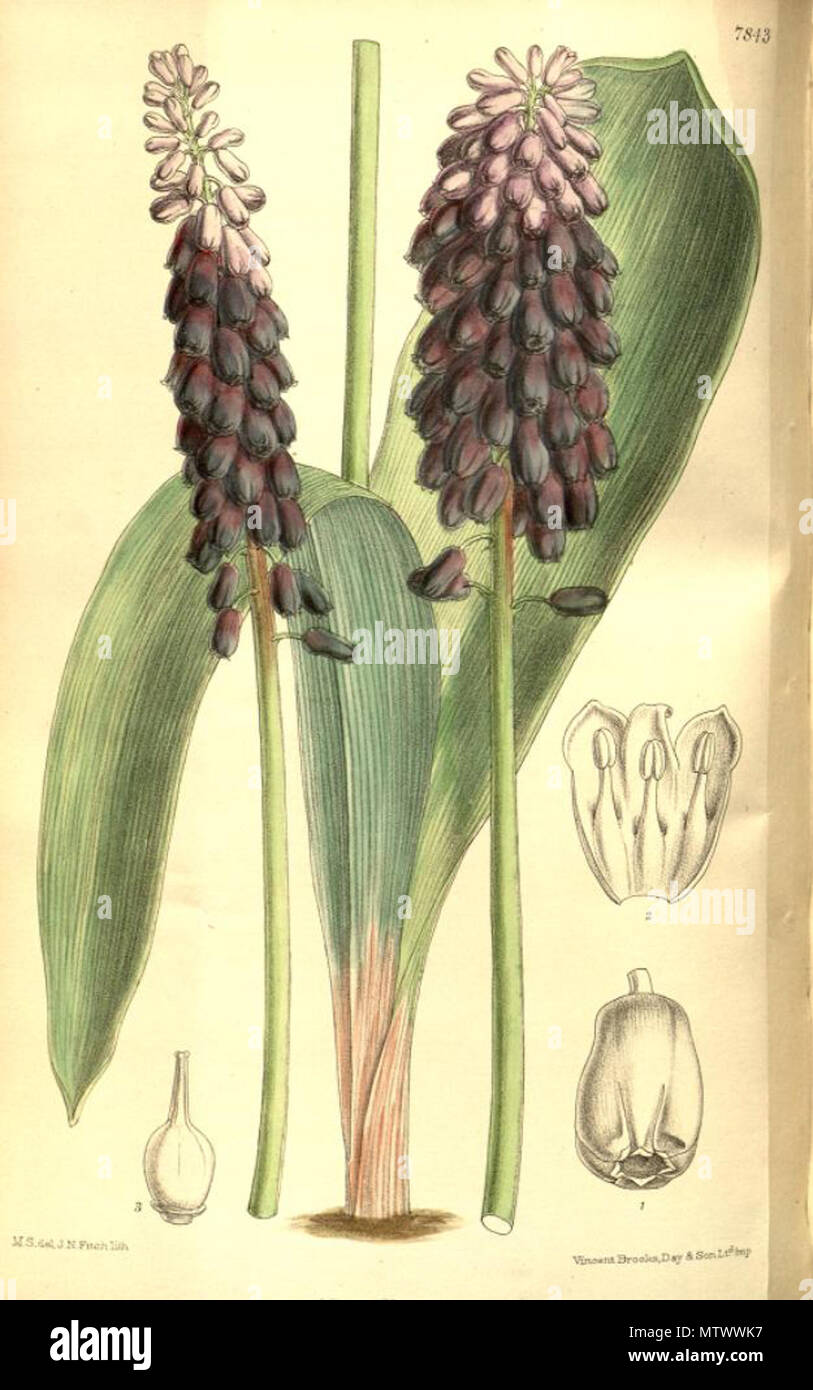 . Illustration of Muscari latifolium . 1902. Joseph Dalton Hooker (1817-1911) 433 Muscari latifolium Stock Photo