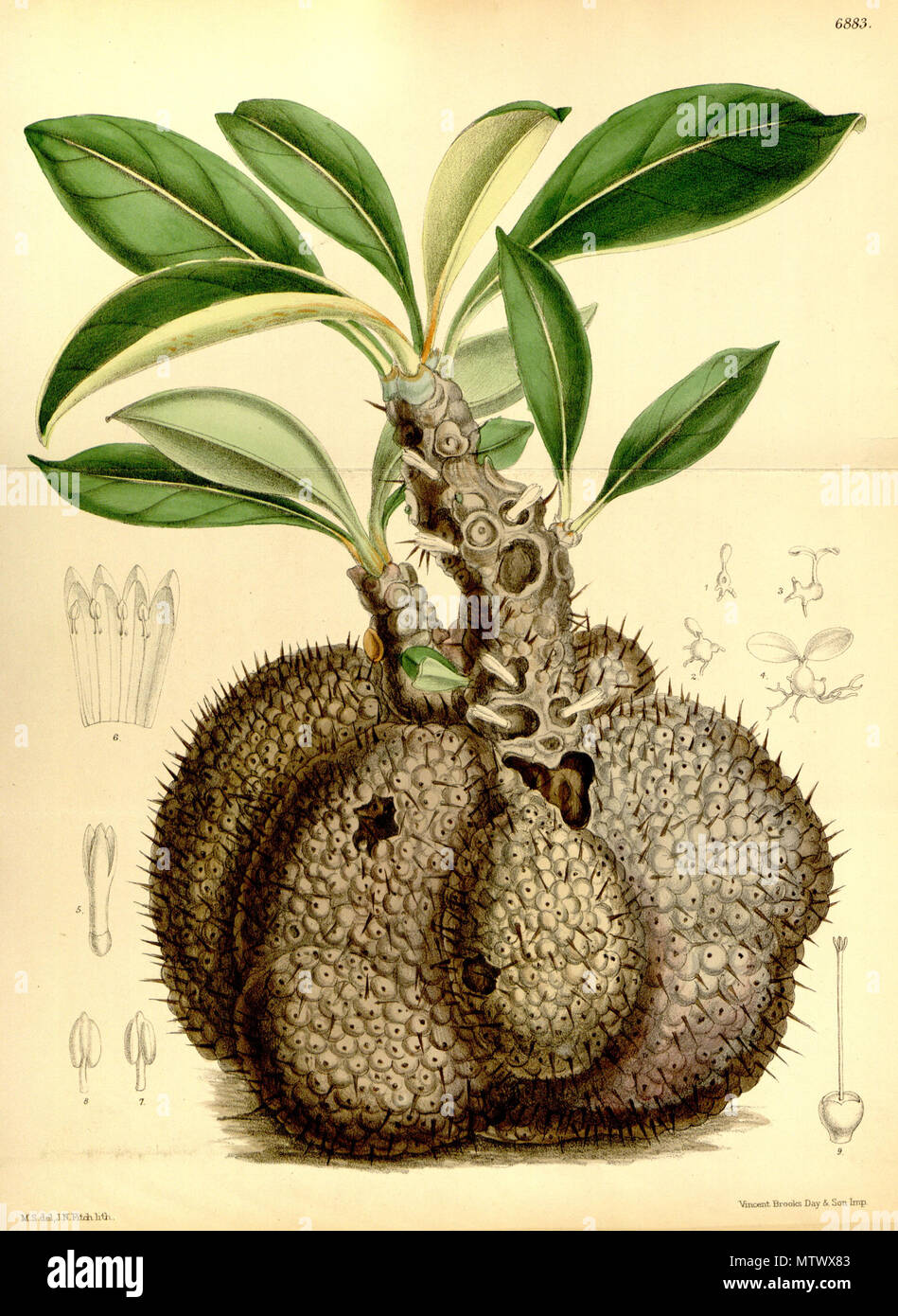 . Myrmecodia beccarii . 1886. J.D.Hooker 434 Myrmecodia beccarii Bot. Mag. 112. 6883. 1886 Stock Photo