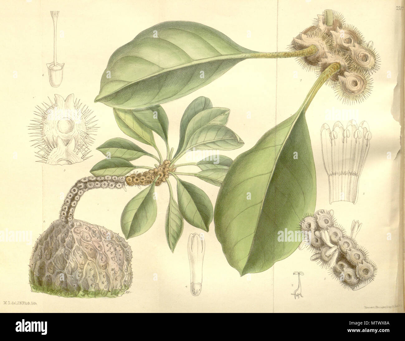 . Myrmecodia platytyrea subsp. antoinii . 1897. J.D.Hooker 434 Myrmecodia platytyrea subsp. antoinii Bot. Mag. 123. 7517. 1897 Stock Photo