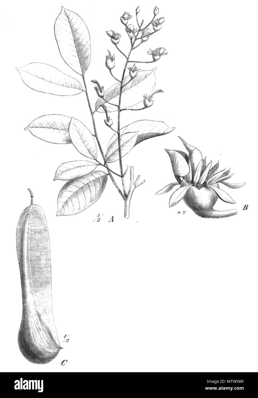 . Illustration from book . 1891. Paul Hermann Wilhelm Taubert (1862-1897) 434 Myroxylon balsamum Taub101a Stock Photo