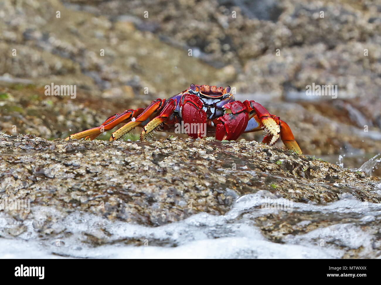 Atlantic Rock Crab (Grapsus adscensionis) adult on rock Desertas Islands, Madeira, Portugal May Stock Photo