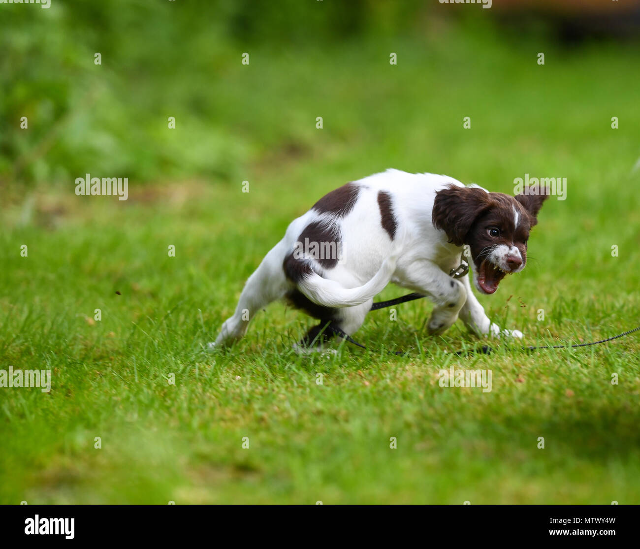 A English springer spaniel puppy shows a behavioural response of aggression during puppy socialisation training session. Stock Photo