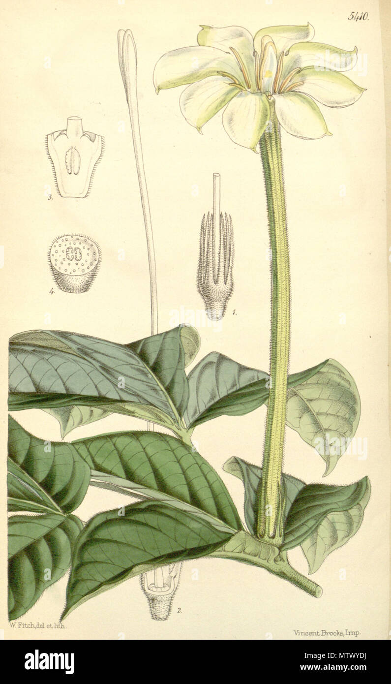 . Rothmannia octomera . 1863. W.J.Hooker 529 Rothmannia octomera Bot. Mag. 89. 5410. 1863 Stock Photo