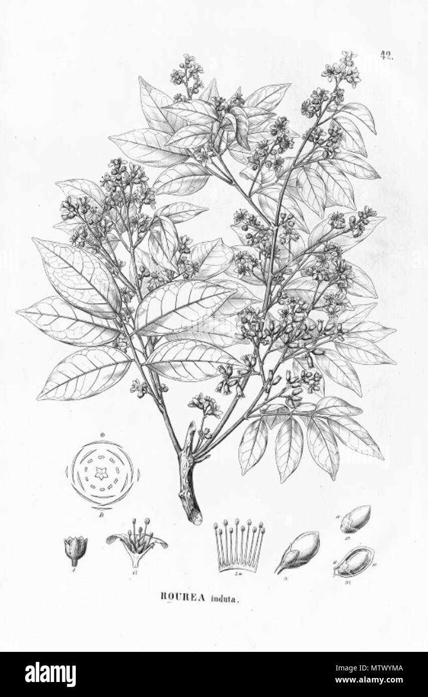 . Illustration of Rourea induta . between 1867 and 1872. Carl Friedrich Philipp von Martius (1794-1868), August Wilhelm Eichler (1839-1887) 529 Rourea induta Stock Photo