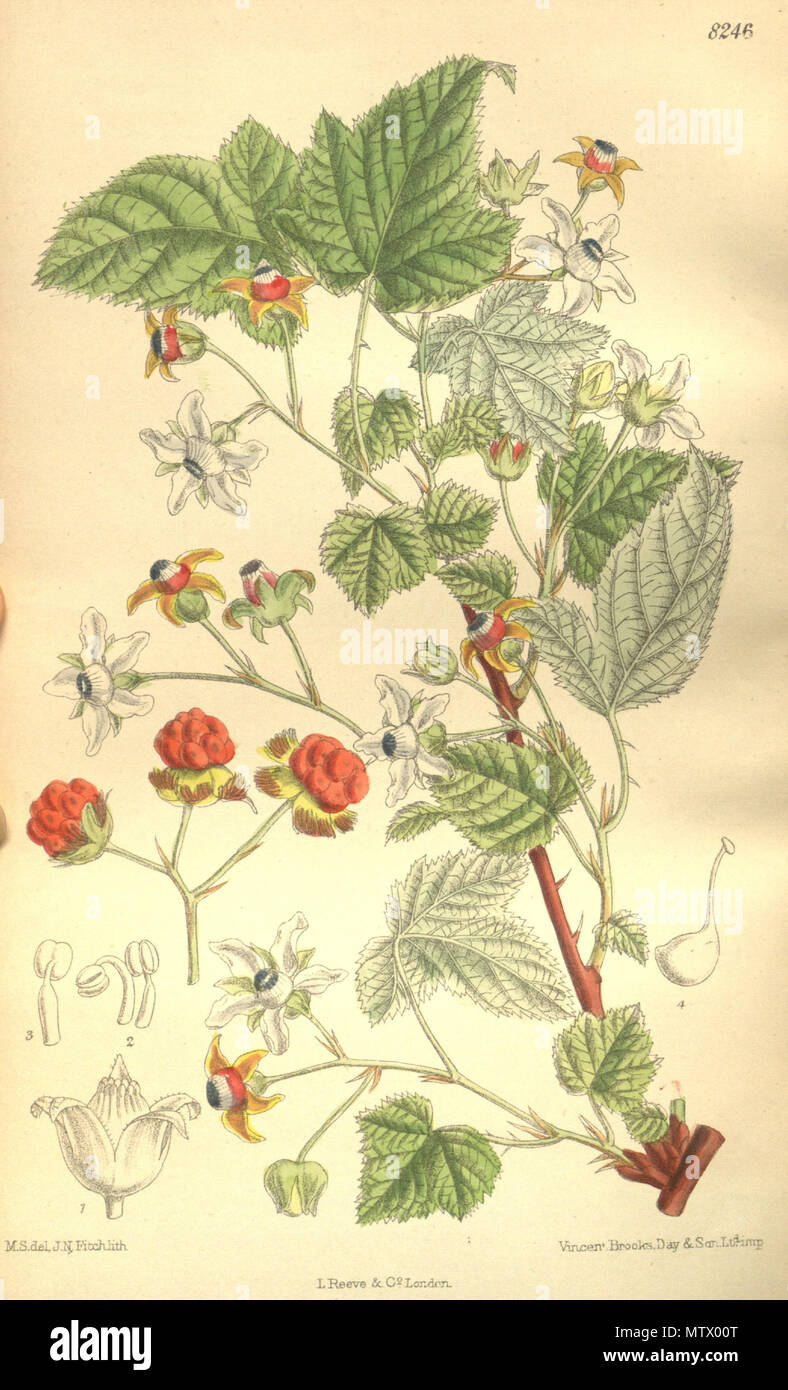 . Rubus koehneanus (= Rubus trianthus), Rosaceae . 1909. M.S. del., J.N.Fitch lith. 530 Rubus koehneanus 135-8246 Stock Photo