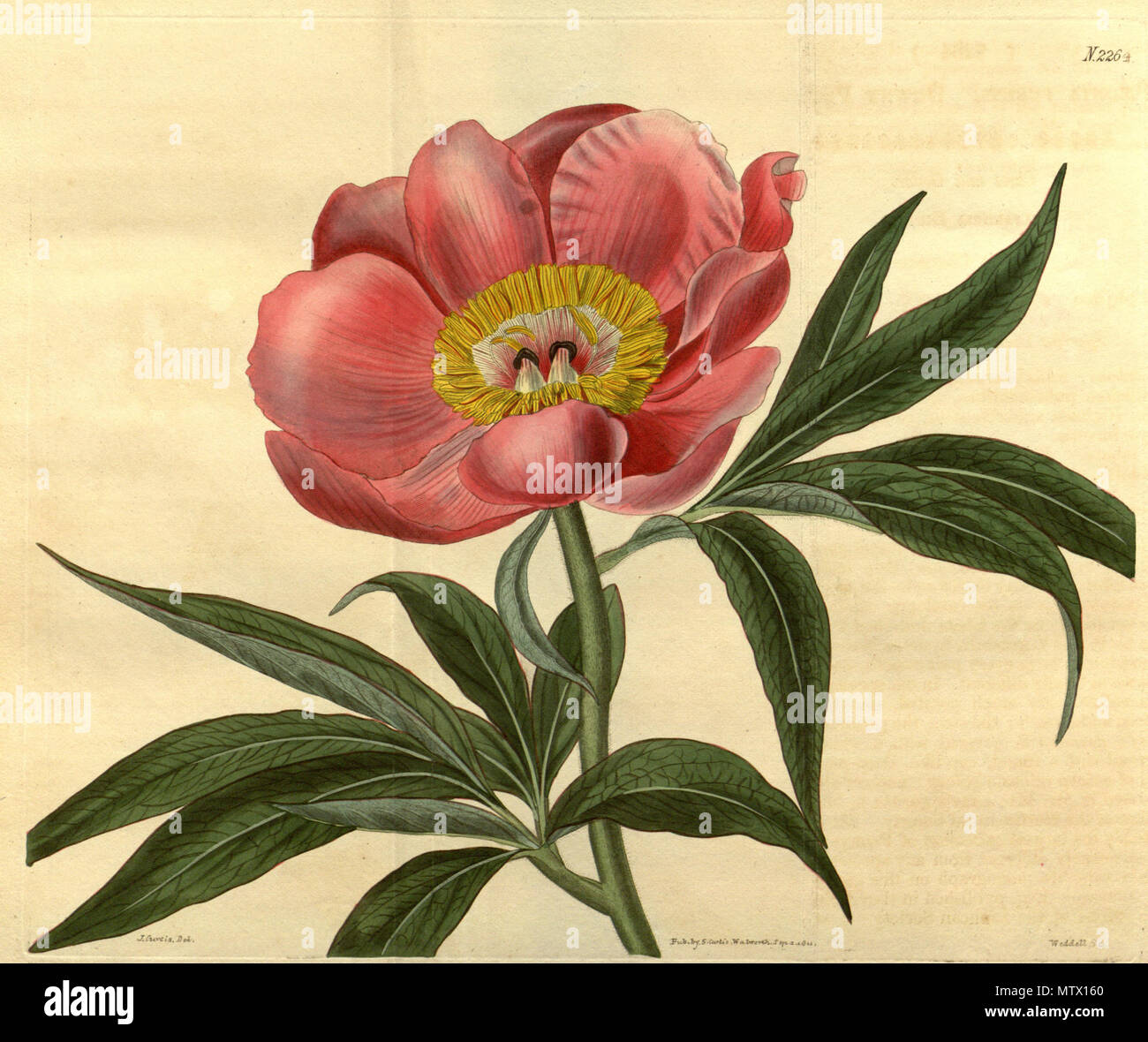 . Paeonia mollis . 1821. Sims 462 Paeonia mollis Bot. Mag. 48. 2264. 1821 Stock Photo