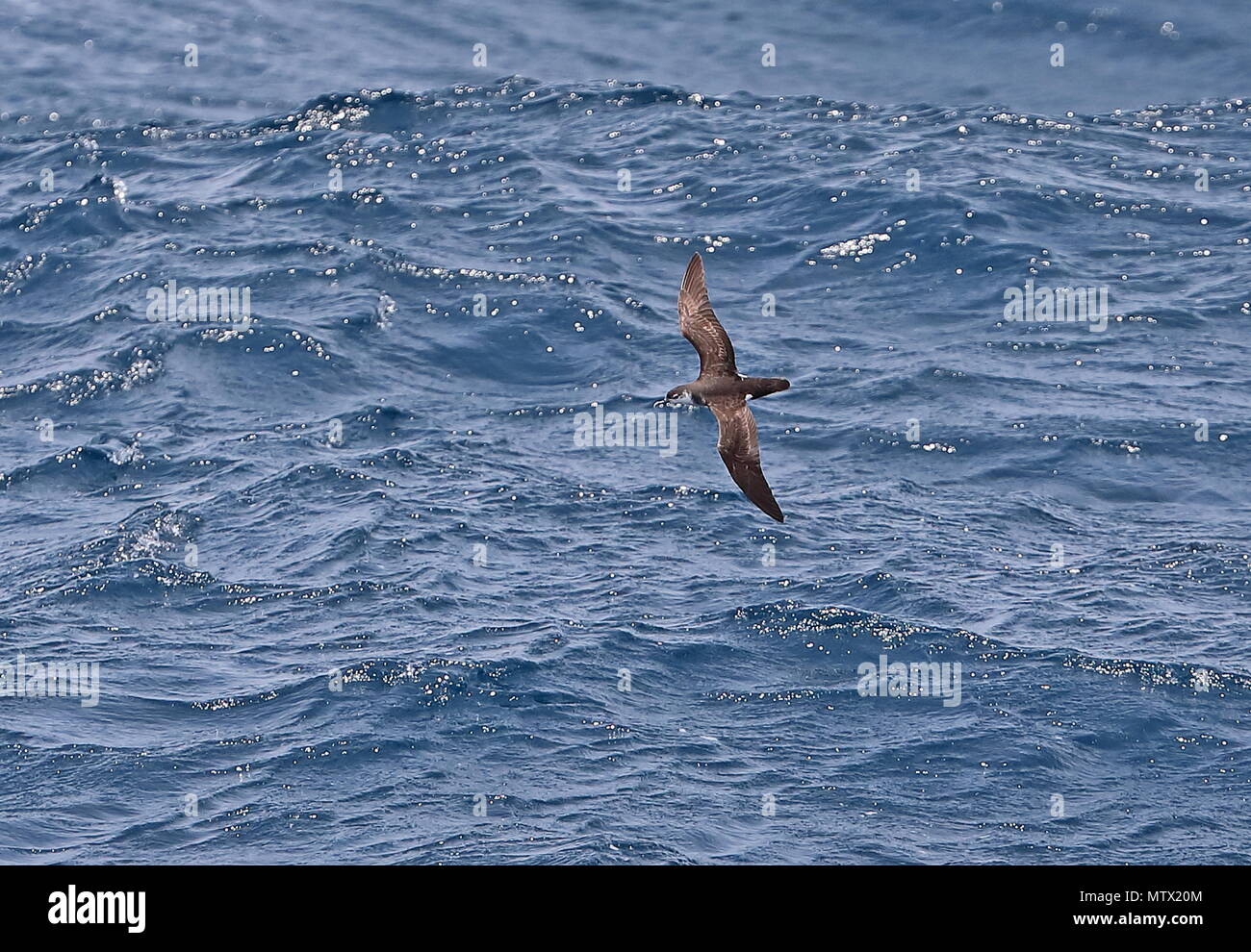 Boyd's Shearwater (Puffinus lherminieri boydi) adult in flight, showing topside  Cape Verde, Atlantic Ocean             May Stock Photo