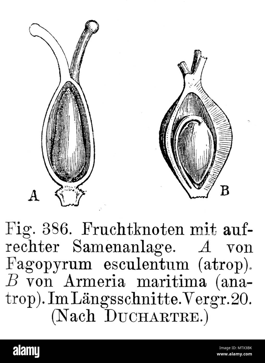 . ovule / aufrechte Samenanlage . 1900. E. Strasburger 539 Samenanlage aufrecht Strasburger 1900 Stock Photo