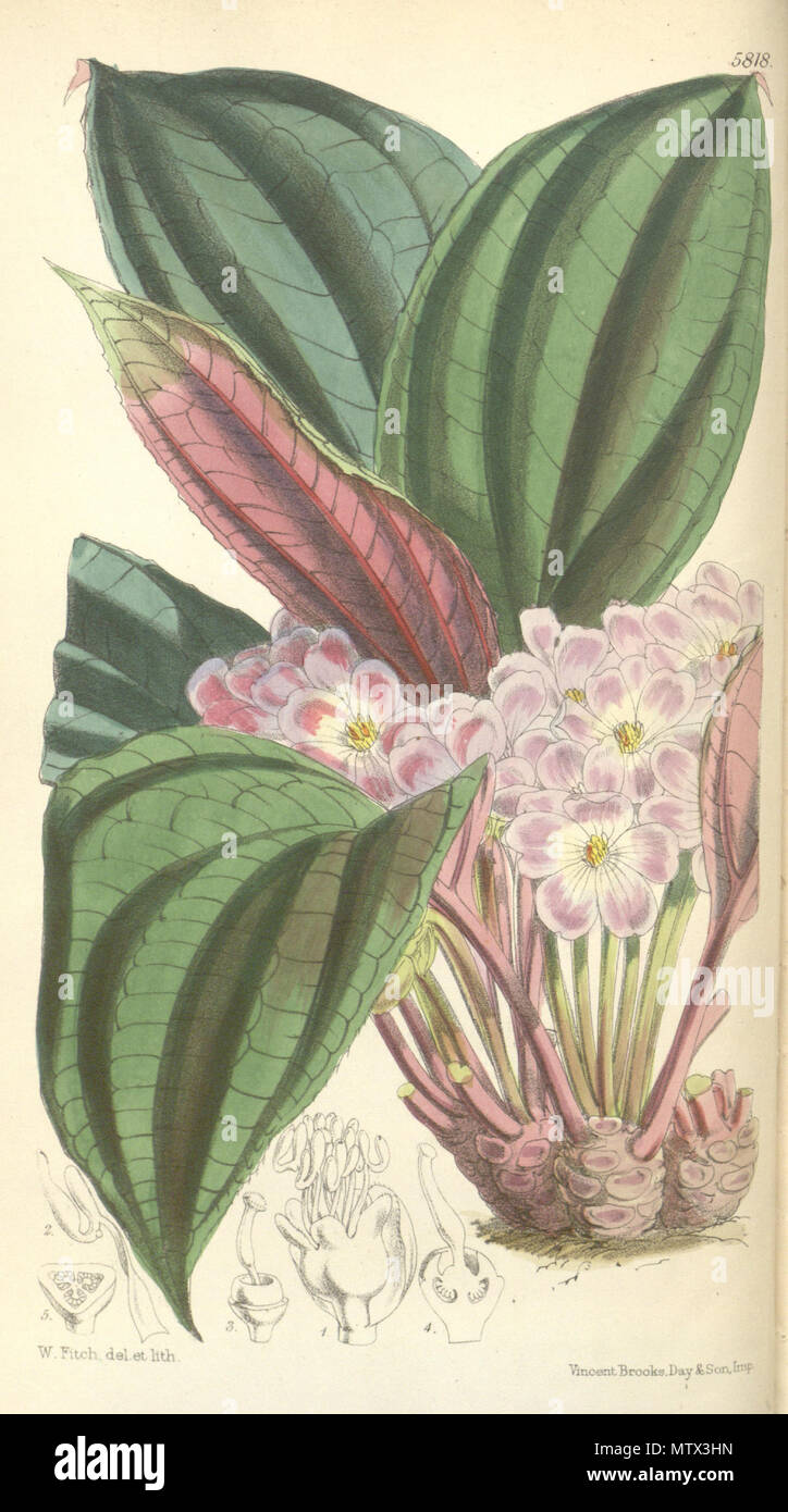. Monolena primulaeflora, Melastomataceae . 1870. W. Fitch, del. et lith. 422 Monolena primulaeflora 96-5818 Stock Photo