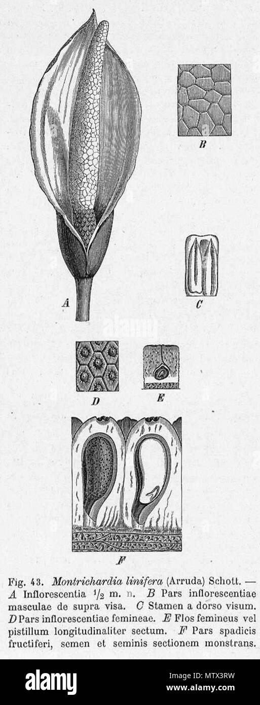 . English: Botanical drawing of Montrichardia linifera inflorescence . Drawing: Before 1889, book: 1920. Drawing: Peyritsch (d. 1889), book: Engler (d. 1930) 423 Montrichardia linifera inflorescence Engler Stock Photo