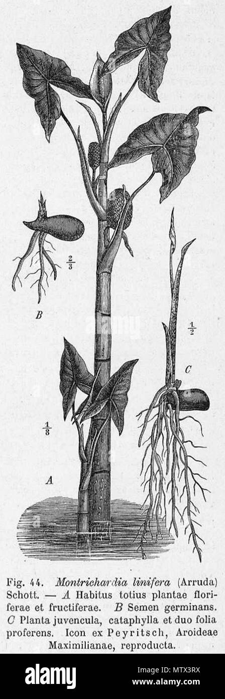 . English: Botanical drawing of Montrichardia linifera plant . Drawing: Before 1889, book: 1920. Drawing: Peyritsch (d. 1889), book: Engler (d. 1930) 423 Montrichardia linifera plant Engler Stock Photo