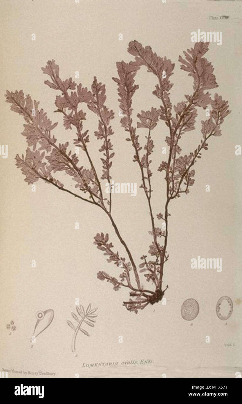 . A 'nature print' , titled (indistinctly) [word?] printed by 'Henry bradbury LOMENTARIA ovalis END. VOL 1 ' It uses a direct method to detail a plant species that I haven't identified yet. Very likely a type of British seaweed. (Probably a synonym of Gastroclonium ovatum (Hudson) Papenfuss), see Algaebase . between 1859 and 1860. by Henry Bradbury 439 Nature print (Bradbury) Stock Photo