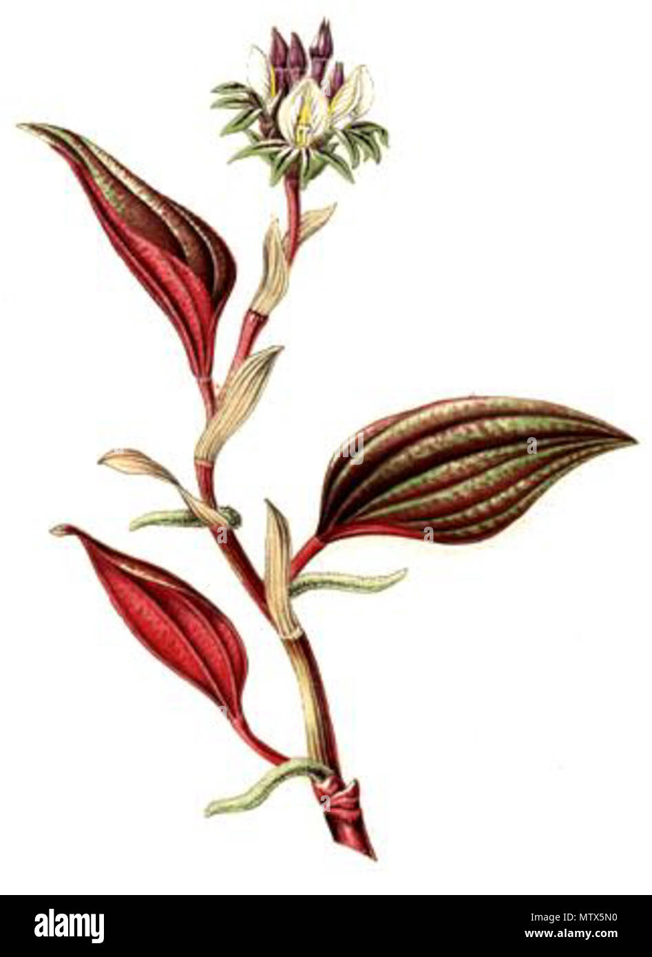 440 Nephelaphyllum pulchrum (1862) Stock Photo