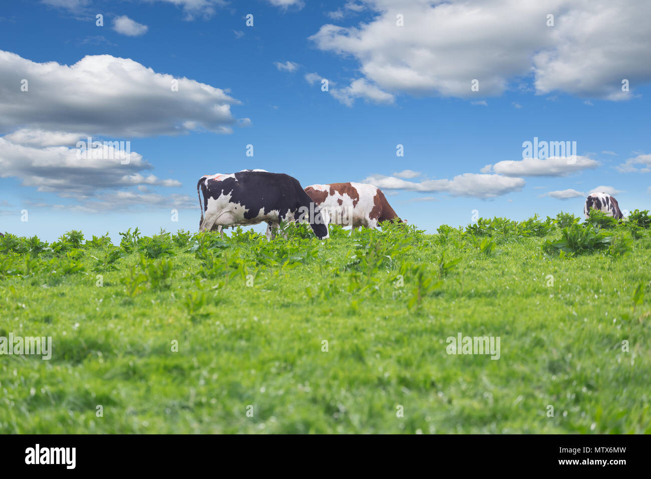 Perfect farm cows on a green meadow field Stock Photo - Alamy