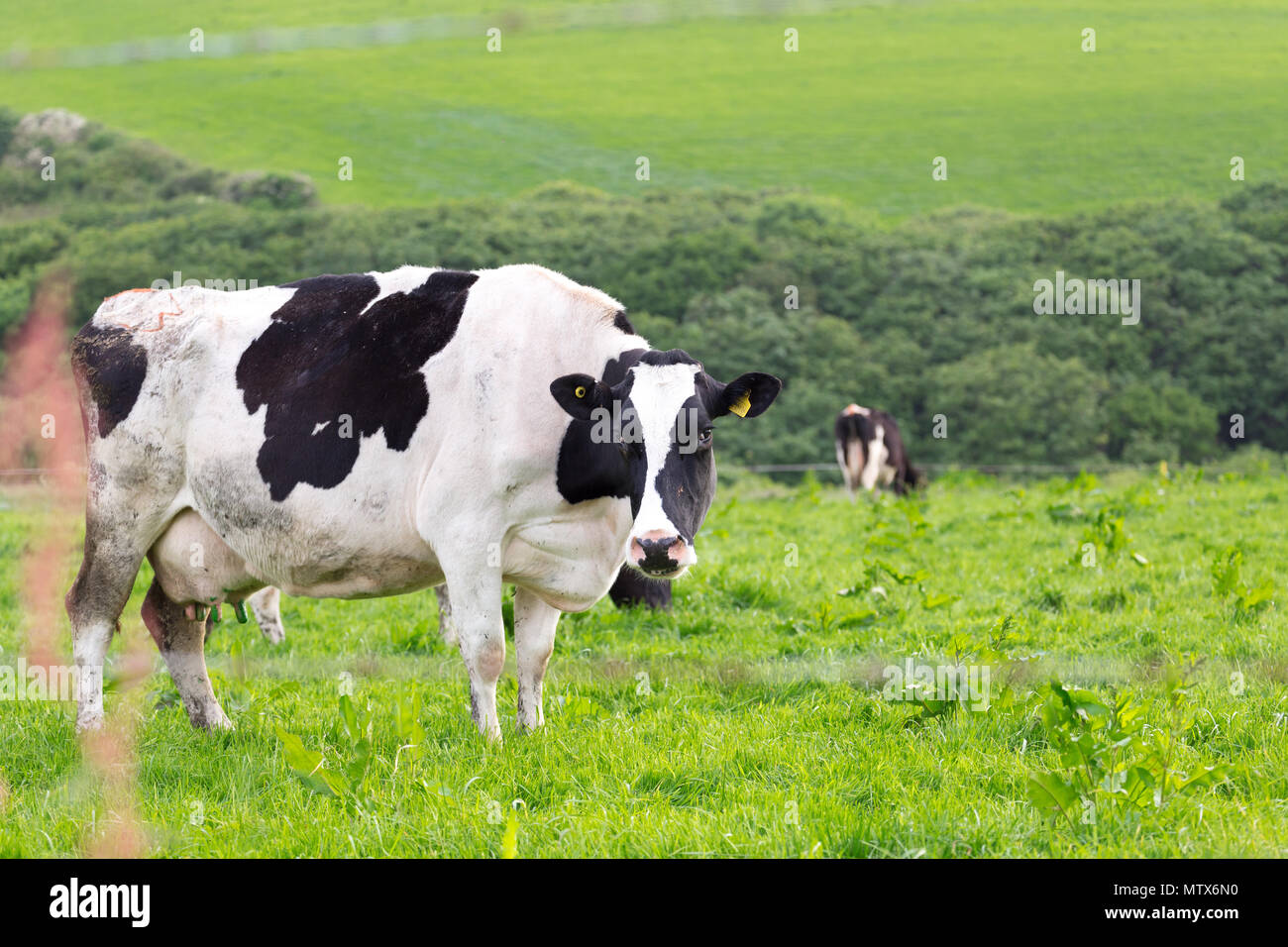 Perfect farm cows on a green meadow field Stock Photo - Alamy