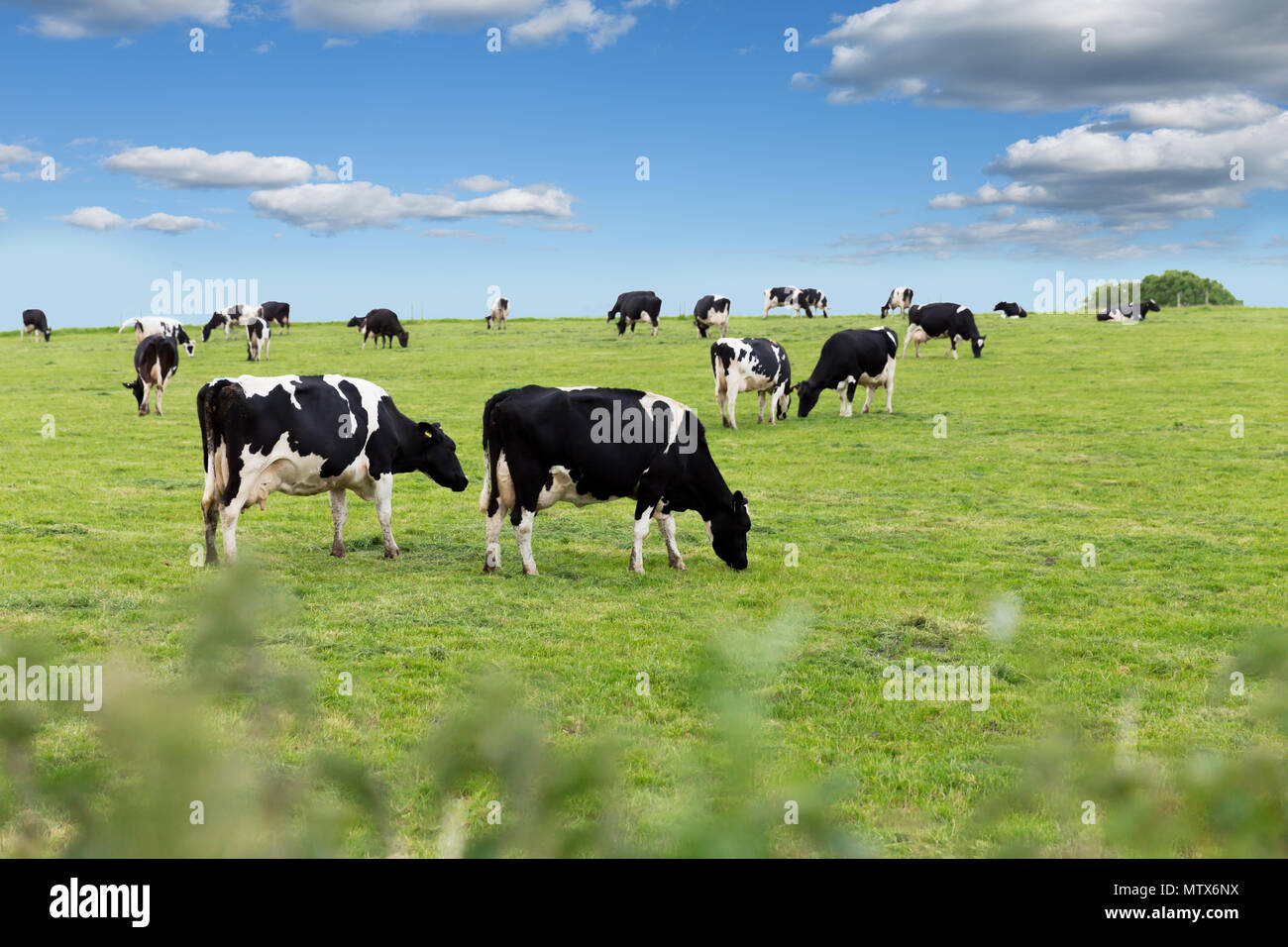 Perfect farm cows on a green meadow field Stock Photo - Alamy