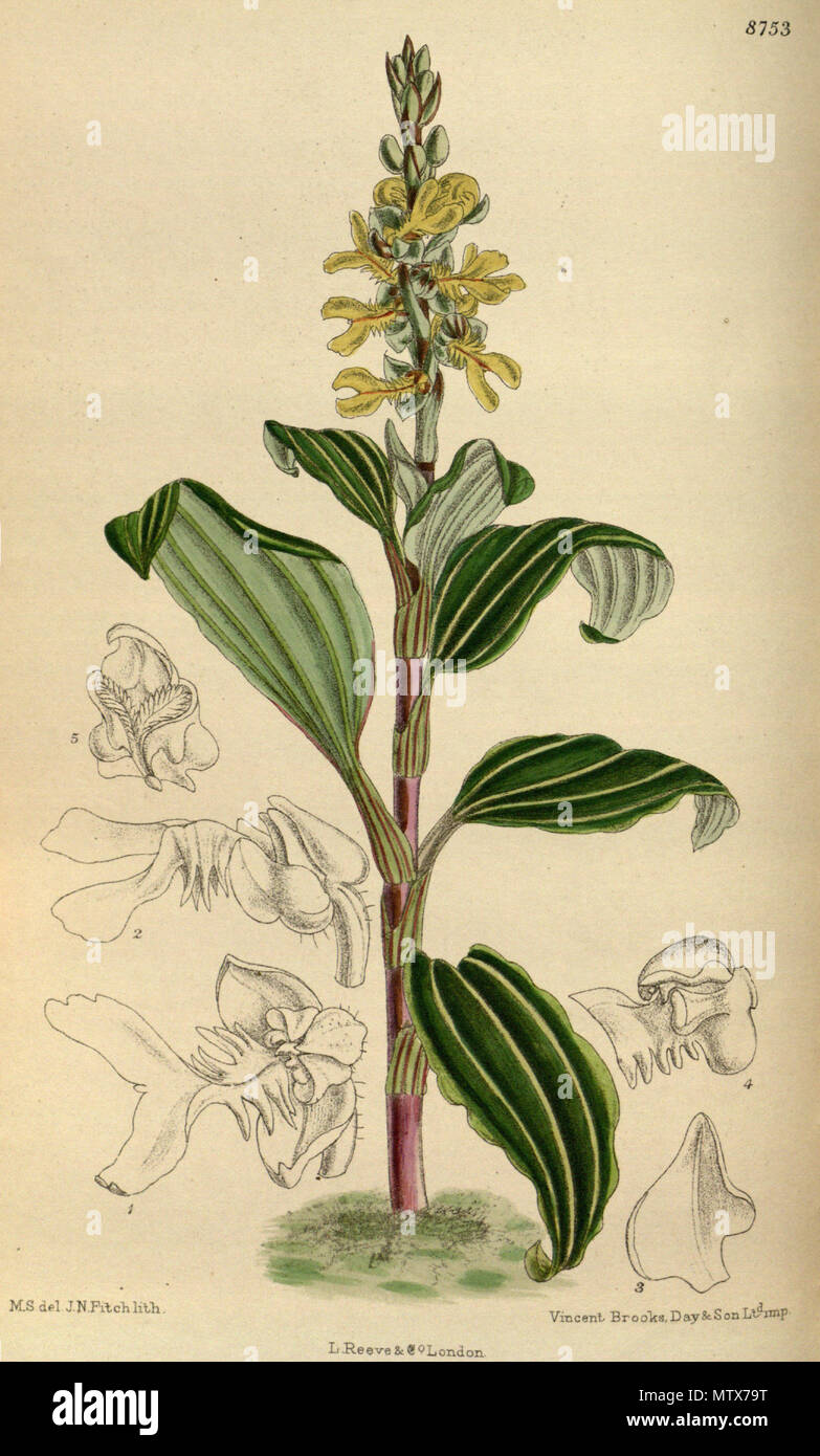 . Odontochilus lanceolatus (= Anoectochilus lanceolatus), Orchidaceae . 1918. M.S. del., J.N.Fitch lith. 452 Odontochilus lanceolatus 144-8753 Stock Photo