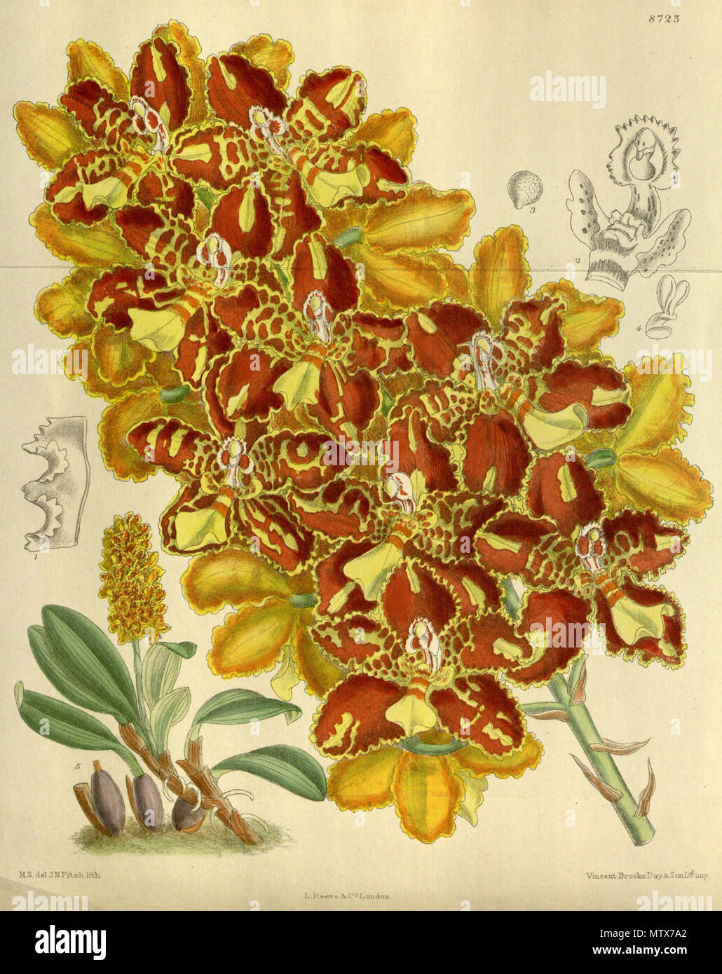 . Odontoglossum chiriquense (= Otoglossum chiriquense), Orchidaceae . 1917. M.S. del., J.N.Fitch lith. 452 Odontoglossum chiriquense 143-8725 Stock Photo