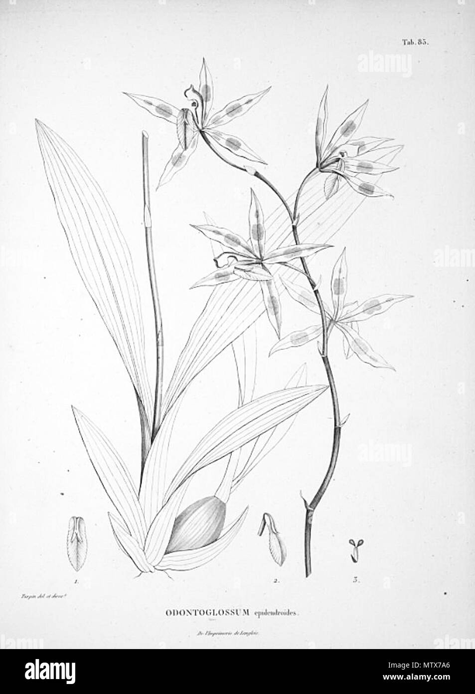 . Illustration of Odontoglossum epidendroides . 1815. Karl Sigismund Kunth (1788-1850) 452 Odontoglossum epidendroides Stock Photo