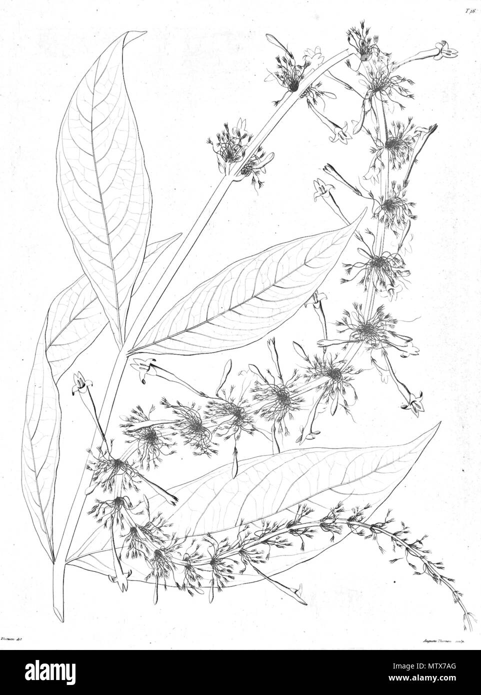 Odontonema hires stock photography and images Alamy