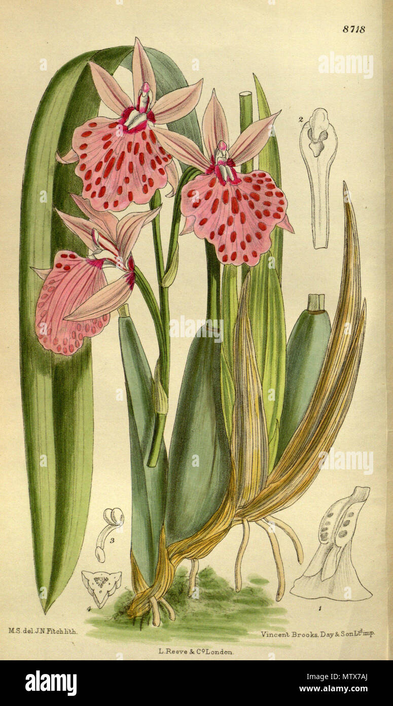 . Odontoglossum platycheilum (= Rhynchostele majalis), Orchidaceae . 1917. M.S. del., J.N.Fitch lith. 452 Odontoglossum platycheilum 143-8718 Stock Photo