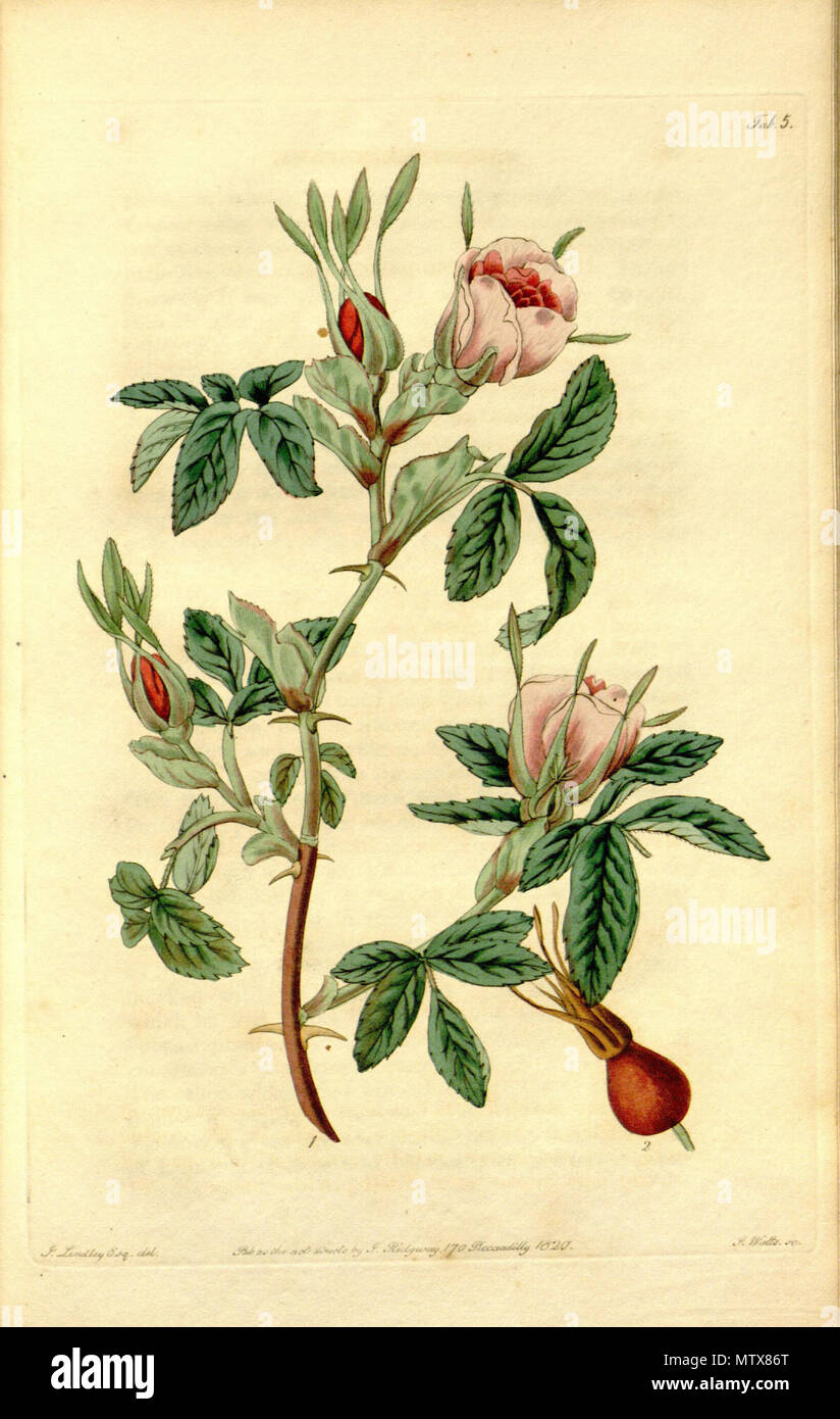 . Latina: Rosa majalis . 12 December 2012, 00:21:05. John Curtis (1791-1862) 528 Rosa cinnamomea Stock Photo