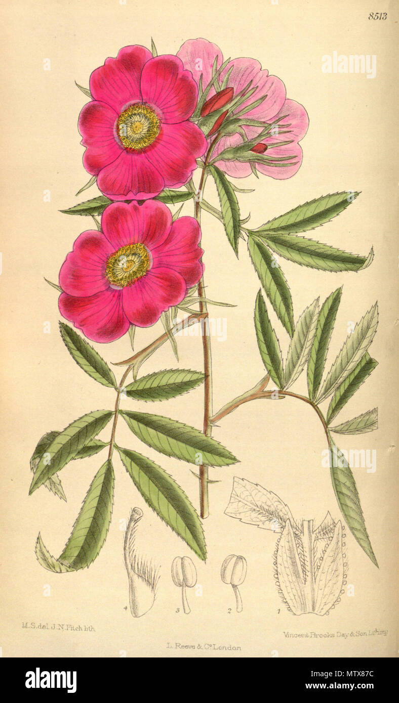 . Rosa foliolosa, Rosaceae . 1913. M.S. del, J.N.Fitch, lith. 528 Rosa foliolosa 139-8513 Stock Photo