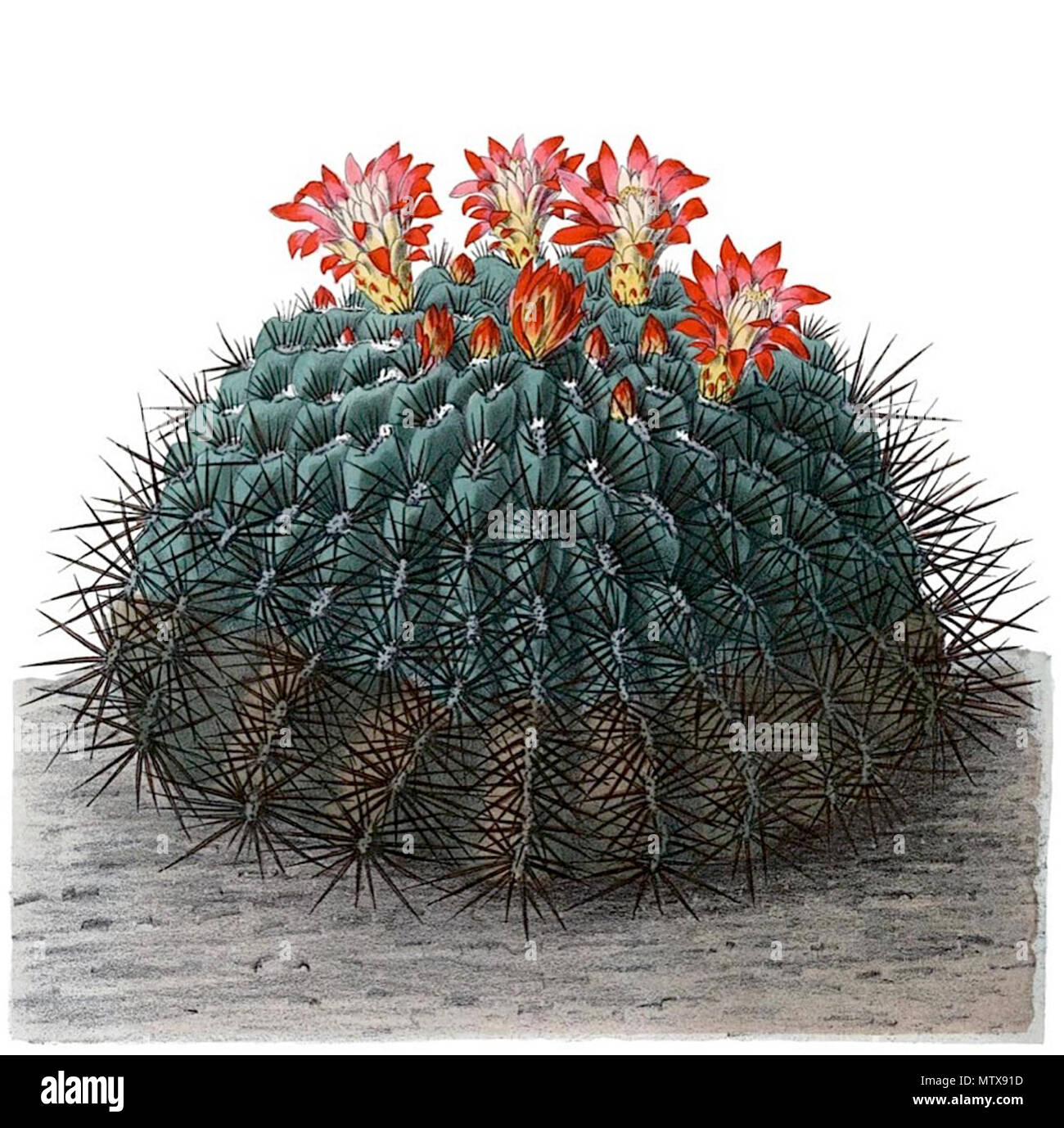 Oroya peruviana hi-res stock photography and images - Alamy
