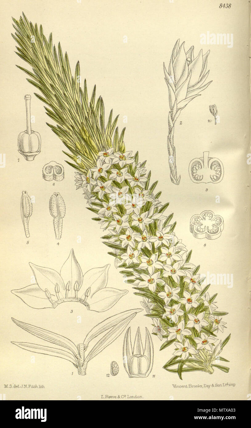 . Rupicola sprengelioides, Ericaceae, Styphelioideae . 1912. M.S. del, J.N.Fitch, lith. 532 Rupicola sprengelioides 138-8438 Stock Photo