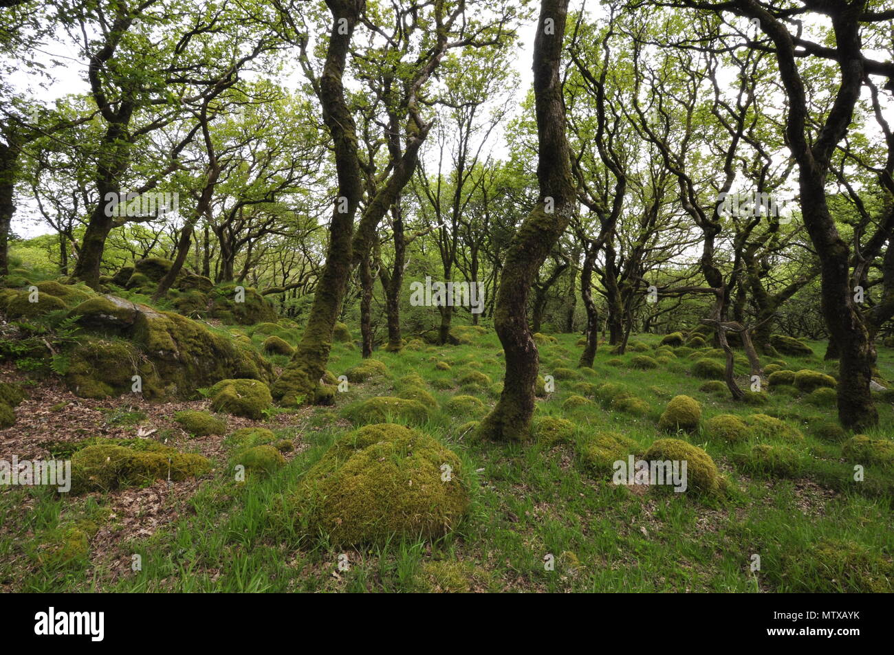 Ancient woodland at Ty Canol National Nature Reserve near Fishguard, Pembrokeshire, Wales. . Stock Photo