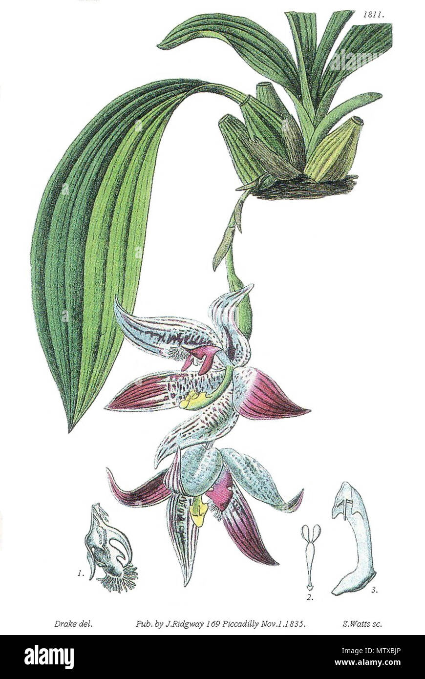 . Typus. Gravure de la plante type qui a servi à la description botanique de l'orchidée Paphinia cristata (Lindl.) Lindl. 1836. Miss Drake (illustrator) and Watts (engraver) 466 Paphinia cristata (Lindl.) Lindl.Typus Stock Photo