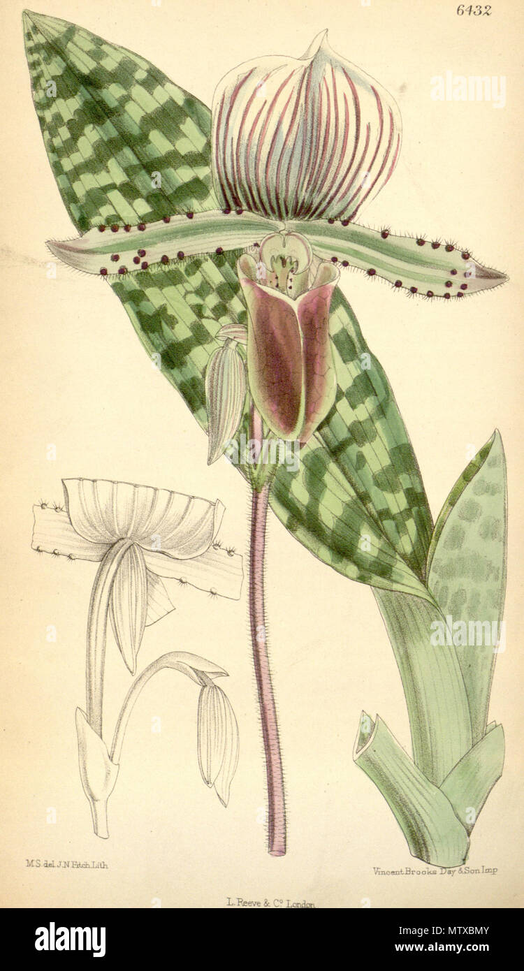 . Illustration of Paphiopedilum lawrenceanum (as syn. Cypripedium lawrenceanum) . 1879. M. S. del. ( = Matilda Smith, 1854-1926), J. N. Fitch lith. ( = John Nugent Fitch, 1840–1927) . Description by Joseph Dalton Hooker (1817—1911) 466 Paphiopedilum lawrenceanum (as Cypripedium lawrenceanum) - Curtis' 105 (Ser. 3 no. 35) pl. 6432 (1879) Stock Photo