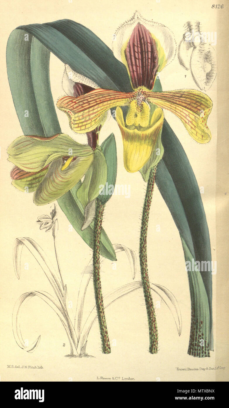 . Illustration of Paphiopedilum villosum var. annamense . 1907. M. S. del. ( = Matilda Smith, 1854-1926), J. N. Fitch lith. ( = John Nugent Fitch, 1840–1927) Description by R. A. Rolfe (1855–1921) 466 Paphiopedilum villosum var. annamense - Curtis' 133 (Ser. 4 no. 3) pl. 8126 (1907) Stock Photo