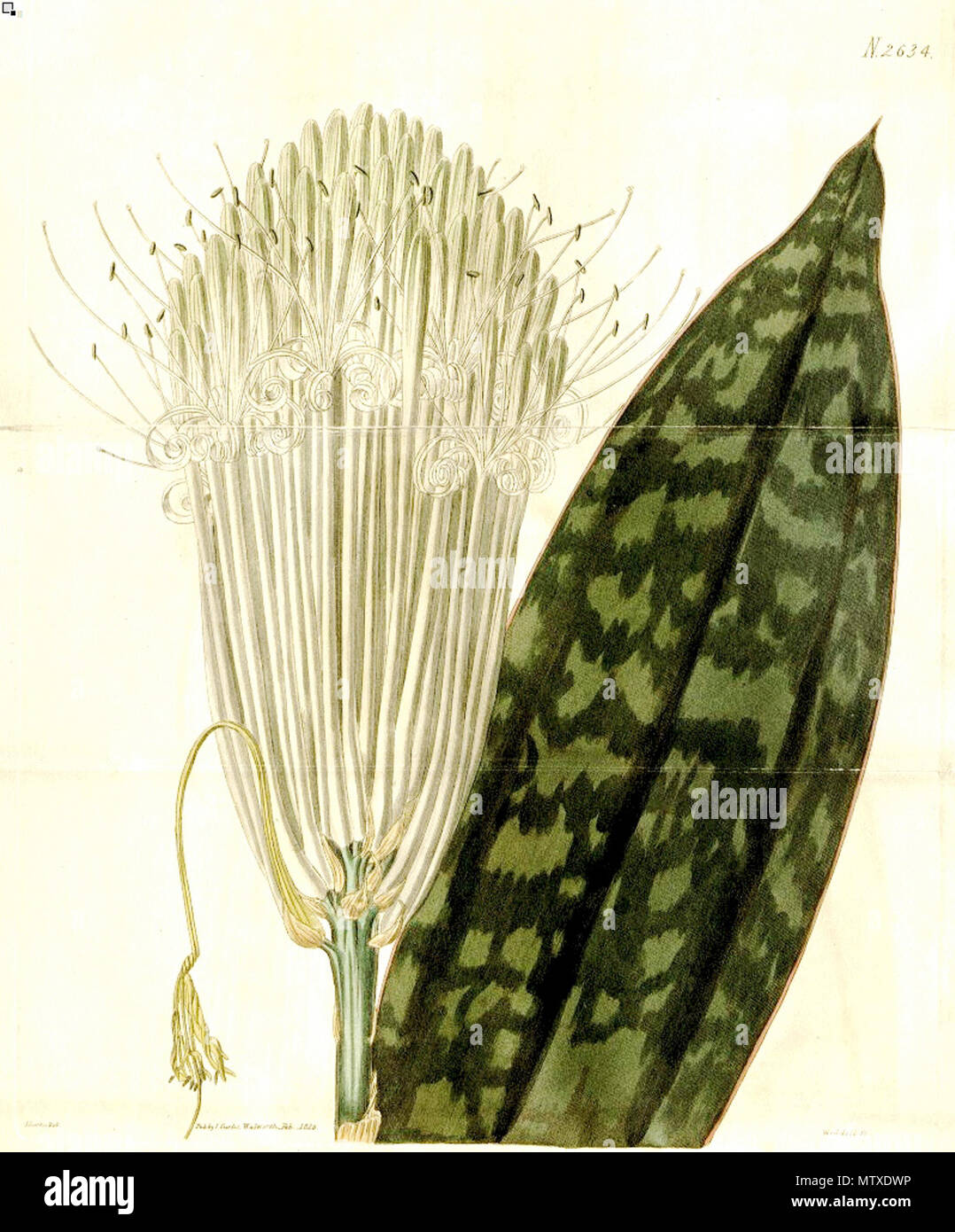 . Deutsch: Sansevieria longiflora . 1826. W.J. Hooker Peter A. Mansfeld for the filtred image. 542 Sansevieria longiflora pm Stock Photo