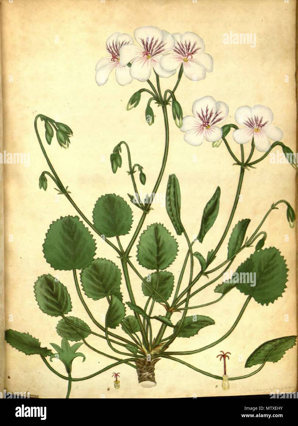 . English: Pelargonium elegans . 30 October 2011. H.C.Andrews 475 Pelargonium elegans Stock Photo