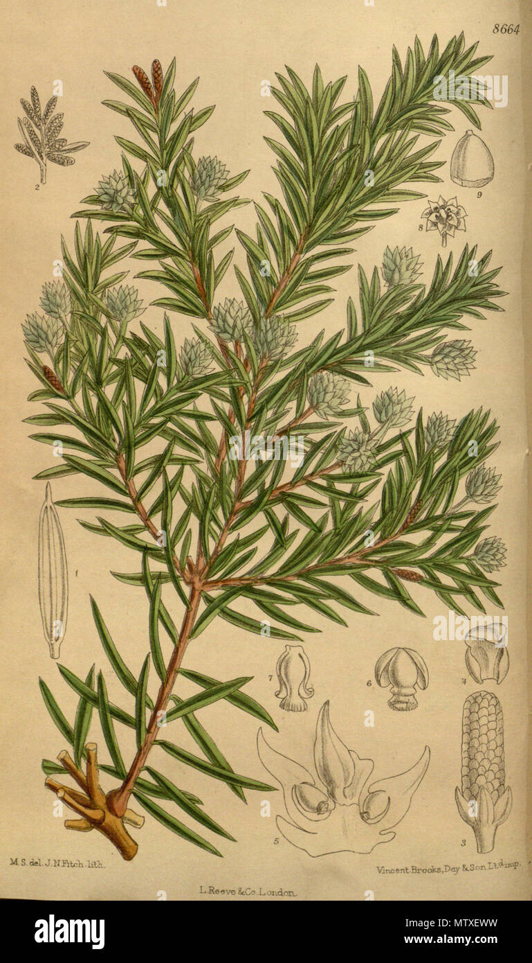 . Saxegothaea conspicua, Podocarpaceae . 1916. M.S. del., J.N.Fitch lith. 544 Saxegothaea conspicua 142-8664 Stock Photo