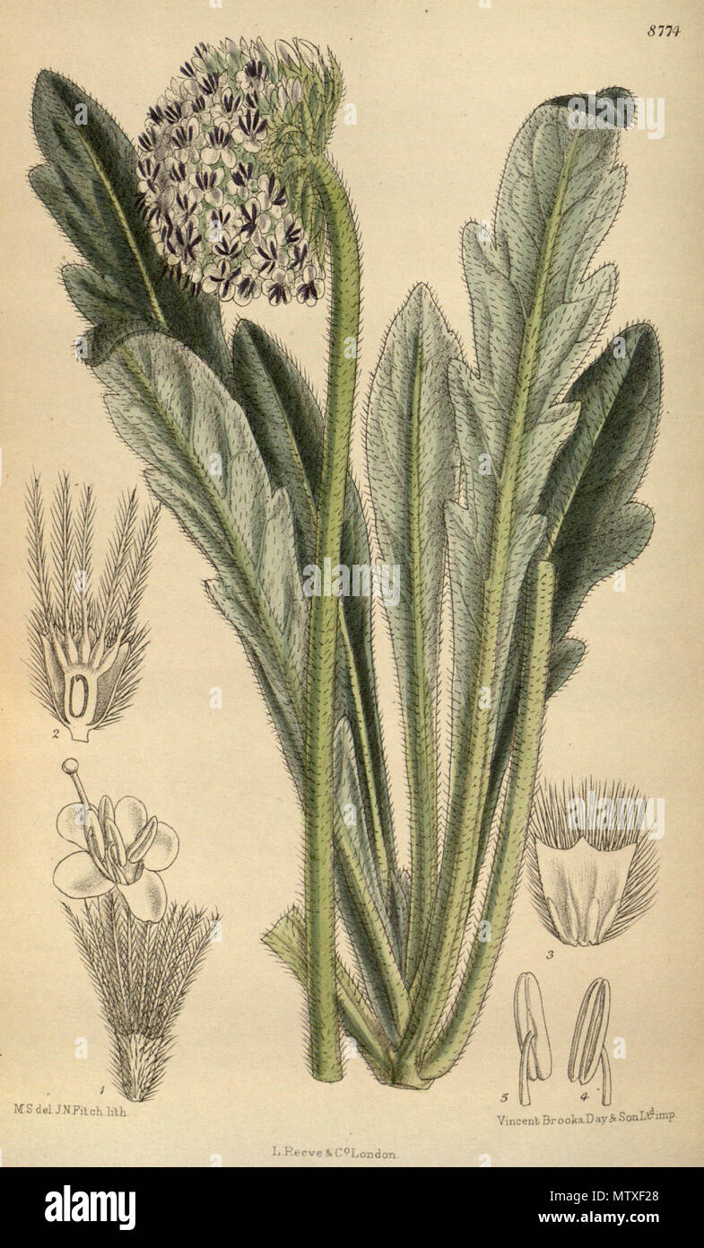. Scabiosa hookeri (= Pterocephalus hookeri), Dipsacaceae . 1918. M.S. del., J.N.Fitch lith. 544 Scabiosa hookeri 144-8774 Stock Photo