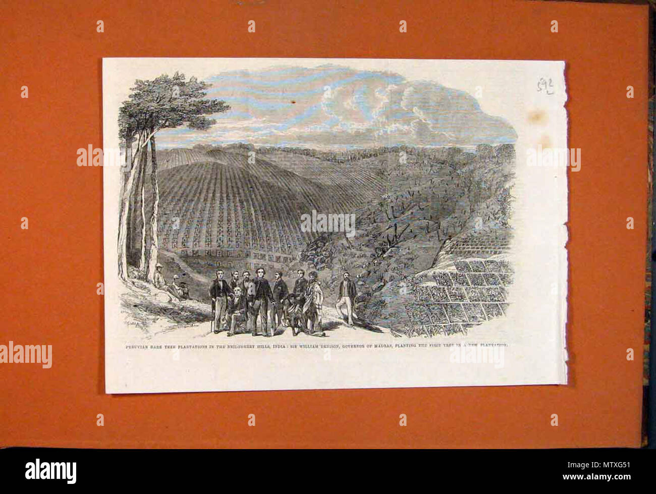 . English: Views from the ILLUSTRATED LONDON NEWS and The Graphic (some with later hand coloring, all from ebay auctions): 'Peruvian bark tree plantation in the Neilgherry Hills'*, 1864  . between 1846 and 1899. Views from the ILLUSTRATED LONDON NEWS and The Graphic (some with later hand coloring, all from ebay auctions): 477 Peruvianbark1864 Stock Photo