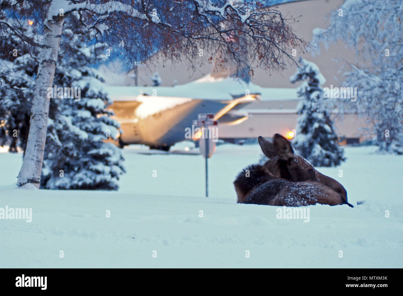 Moose foot hi-res stock photography and images - Alamy