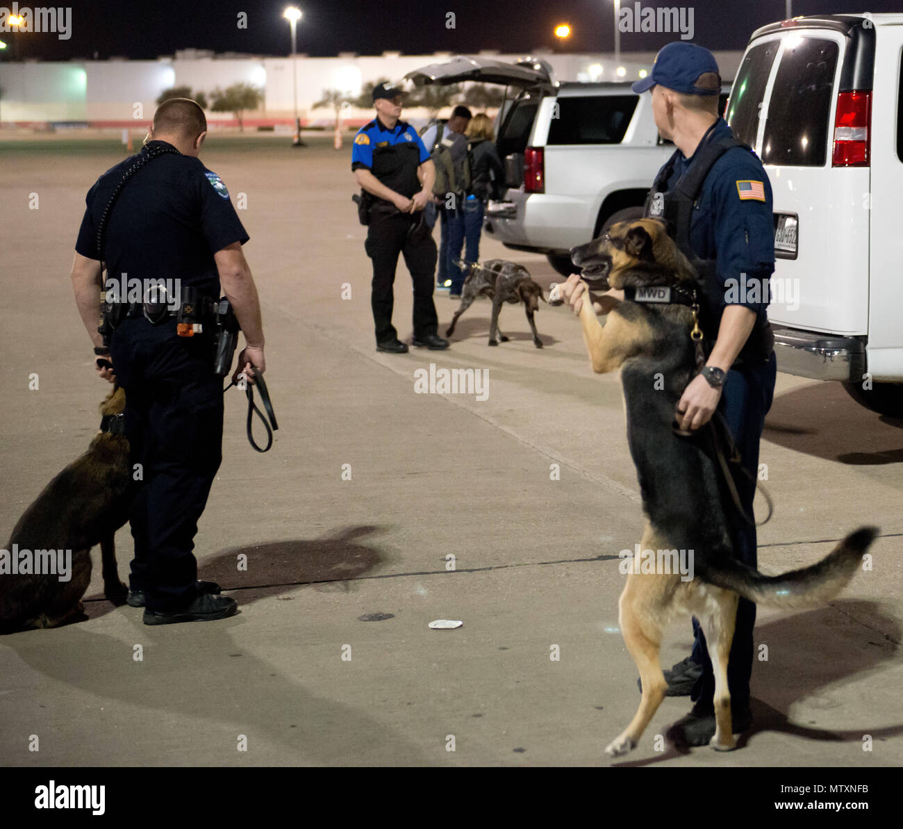 Petty Officer 2nd Class Kyle Smouse, a K-9 handler Coast Guard Maritime Safety and Security Team Houston, readies his dog for sweeps at NRG Stadium in Houston, Jan. 30, 2017. The MSST stood alongside over 100 law enforcement agencies and their explosive detection dogs for the week leading up to the Super Bowl and game day to provide a safe experience for all patrons and fans. U.S. Coast Guard photo by Petty Officer 3rd Class Dustin R. Williams Stock Photo