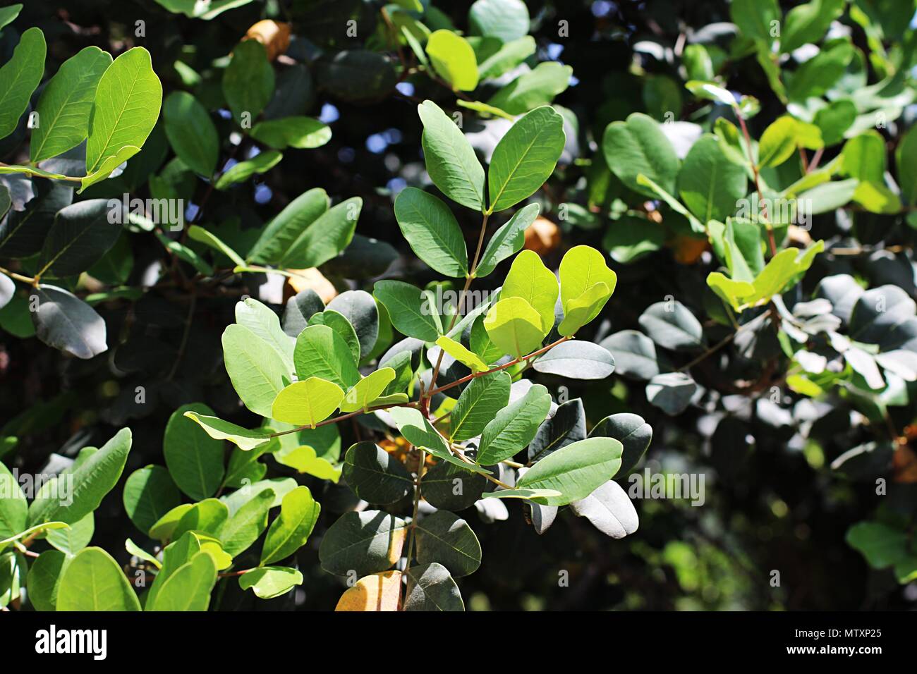 Carob tree locust tree hires stock photography and images Alamy